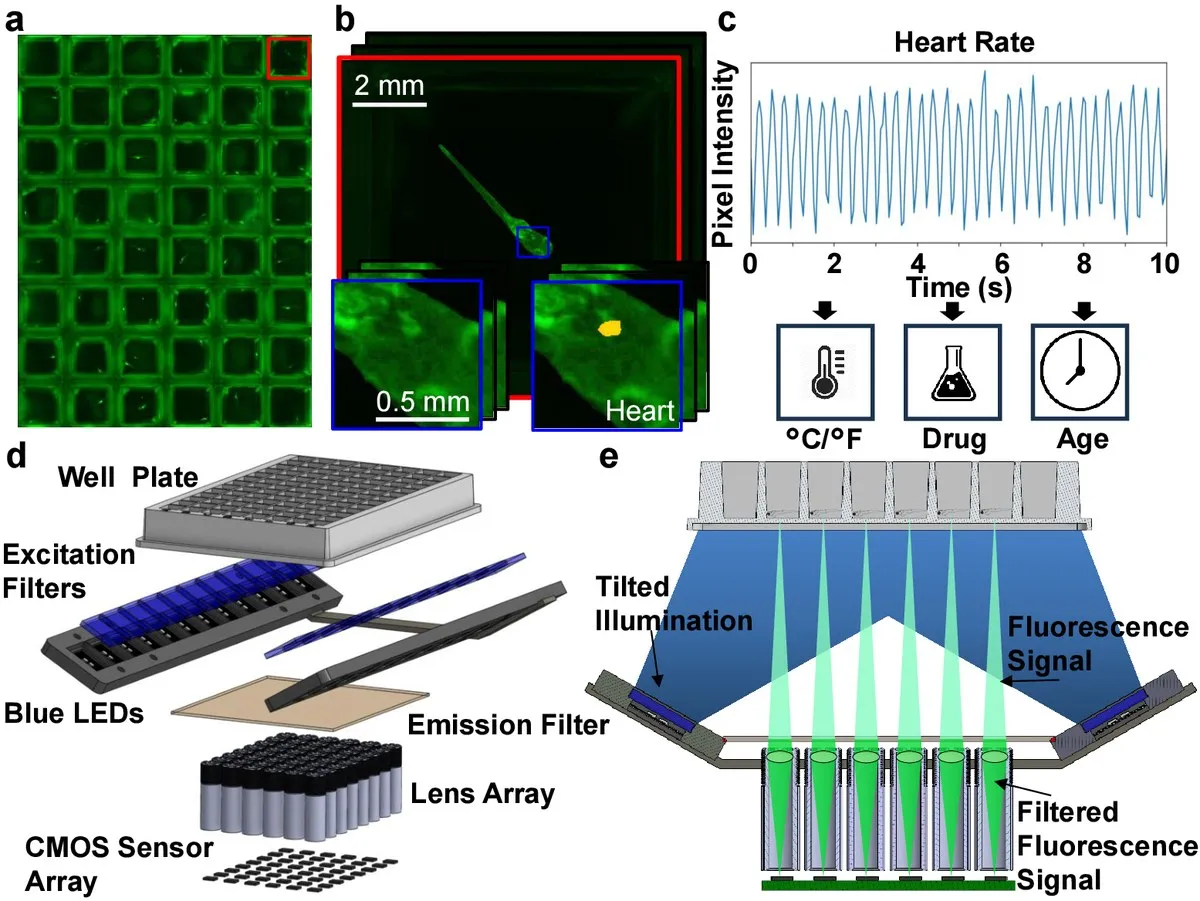 Fluorescence images of zebrafish in a well plate, a heart-rate trace, and the layout of the multi-camera fluorescence microscope